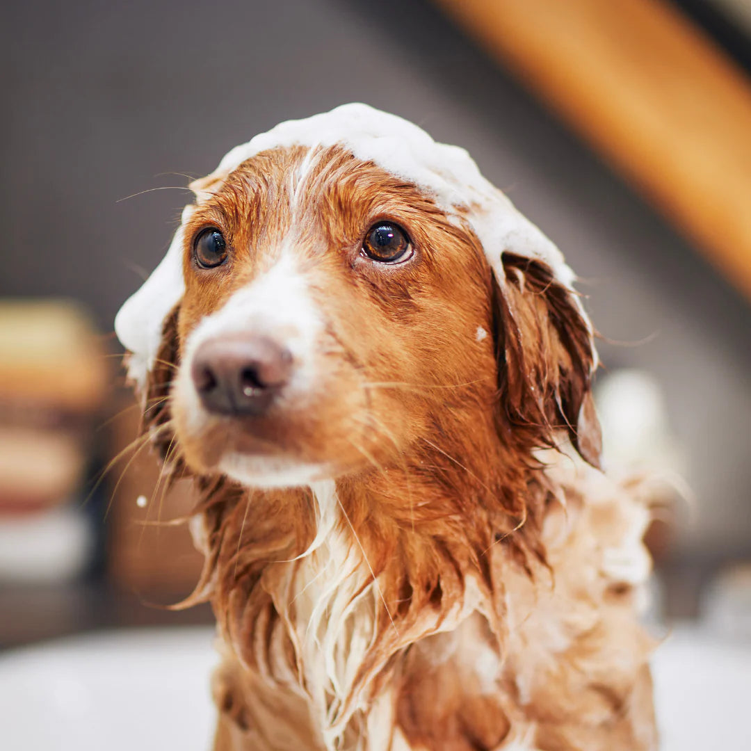 Dry Foam Mousse Shampoo