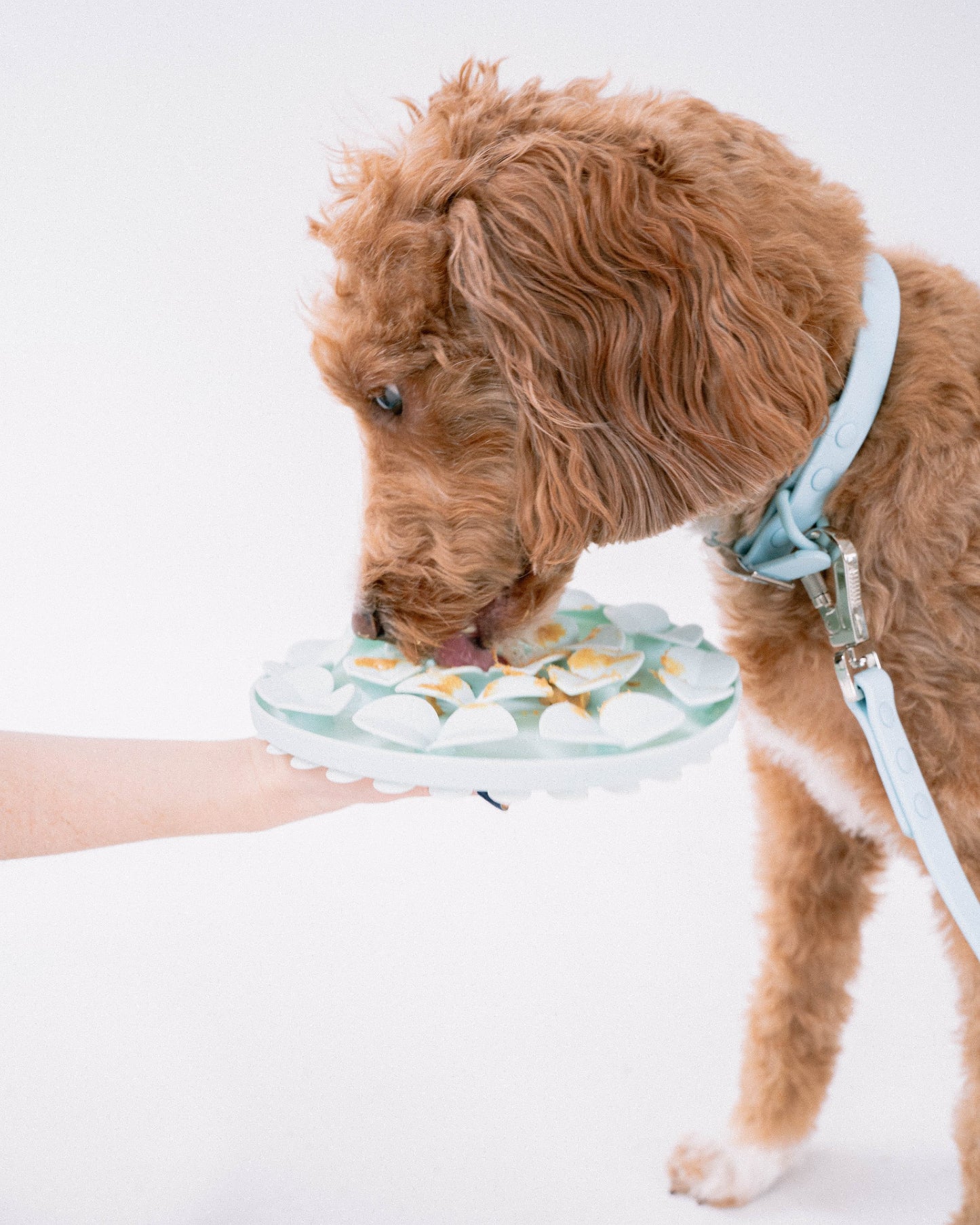 Dexypaws Circle Enrichment Snuffle Mat