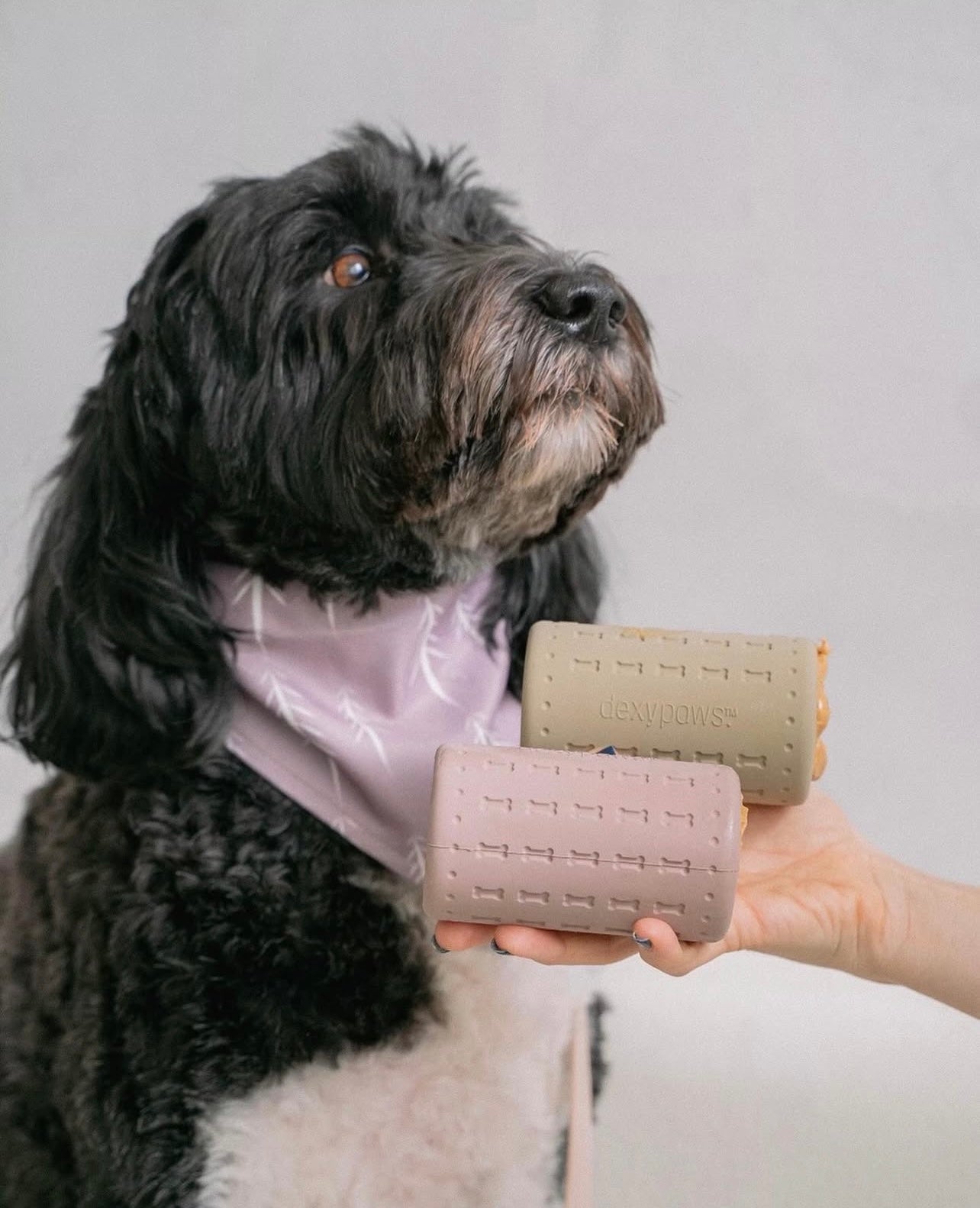 Dexypaws Treat Dispenser