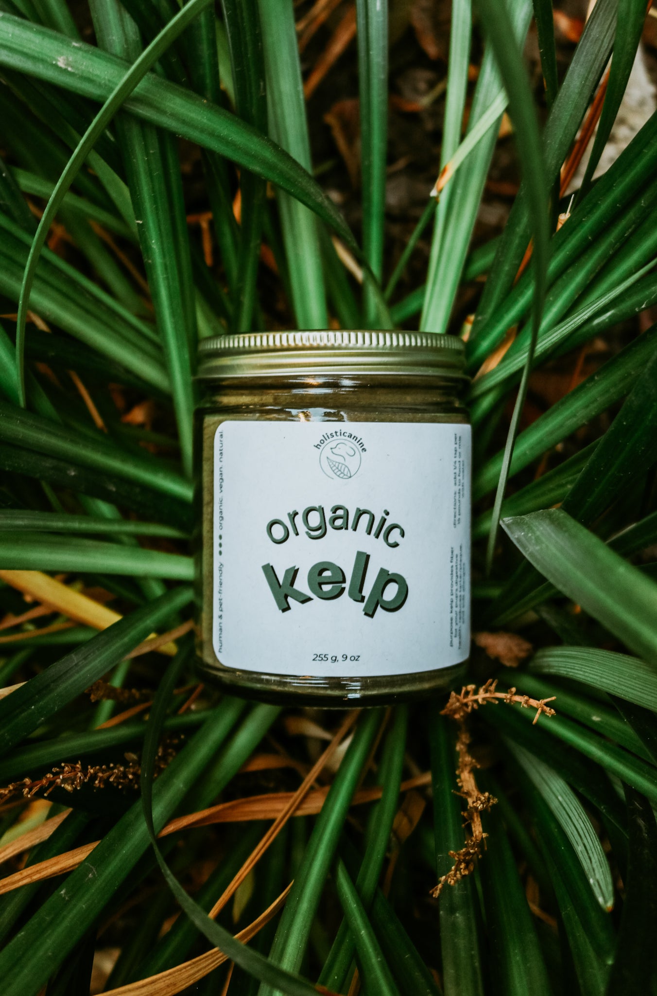 Organic Kelp | Skin + Coat, Dental, Allergy