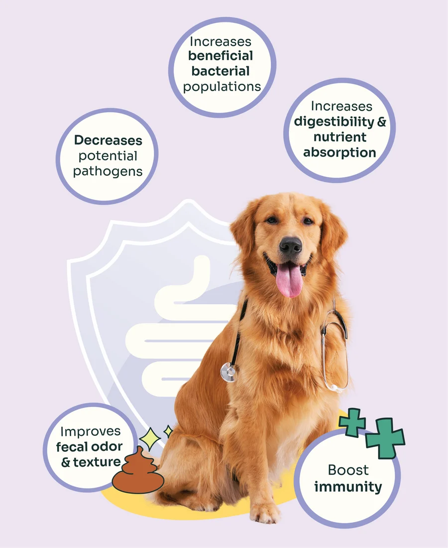 Allergy Care Slow-Baked Fresh Duck & Salmon Dog Food Trial Pack